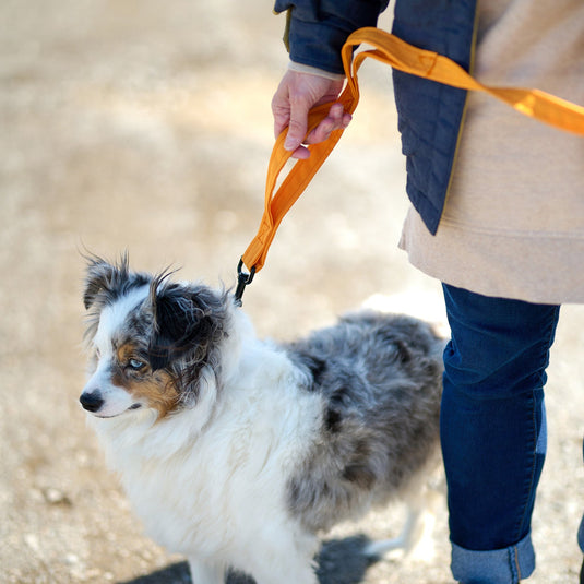 Dog leash 